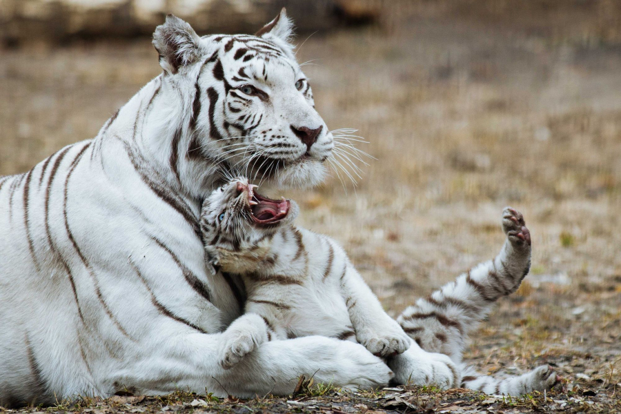 1950 рік якої тварини