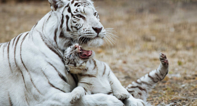 1950 рік якої тварини