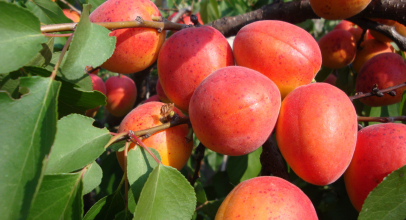 Абрикос калорійність