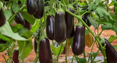 Баклажан калорійність