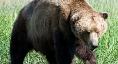 К чему снится медведь