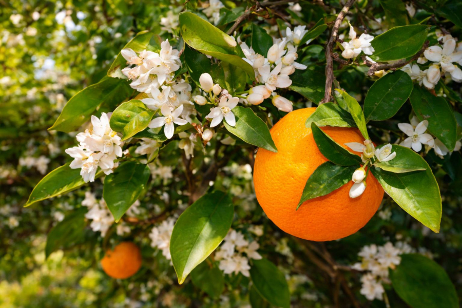 Какой срок жизни у комнатного апельсинового дерева?