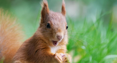 До чого сниться білка