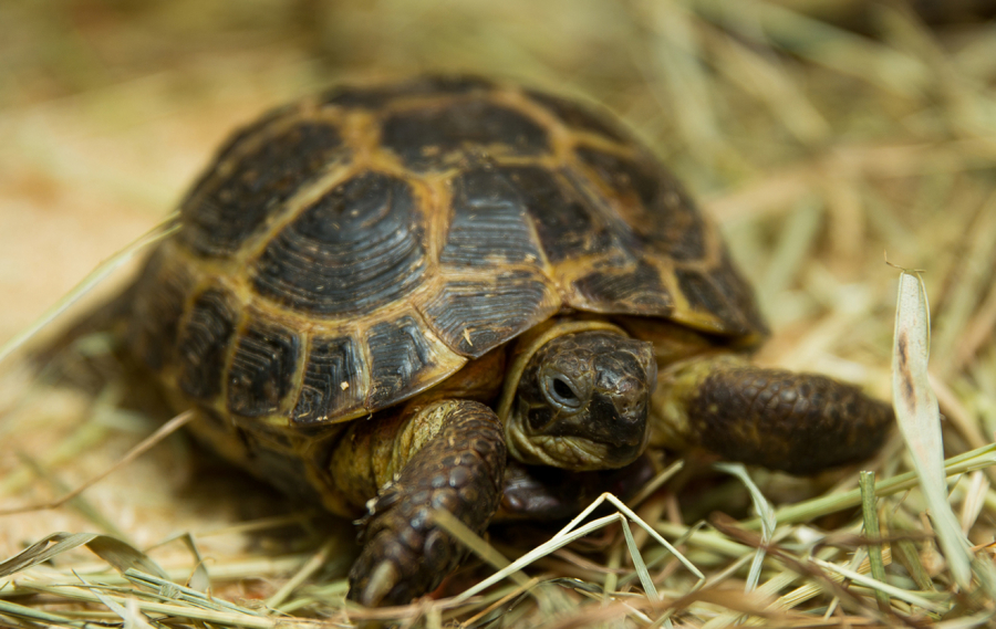 К чему снится черепаха