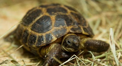 До чого сниться черепаха