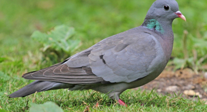 К чему снится голубь