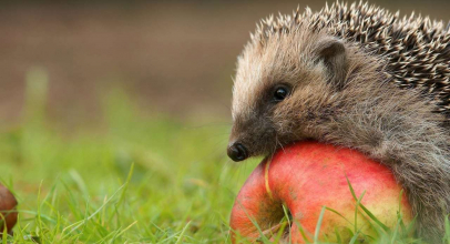 К чему снится ёжик