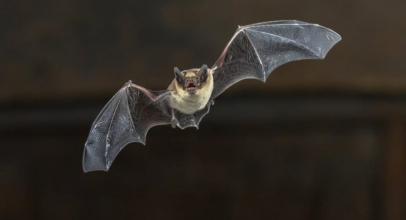 К чему снится летучая мышь