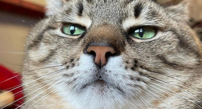 До чого сниться кіт