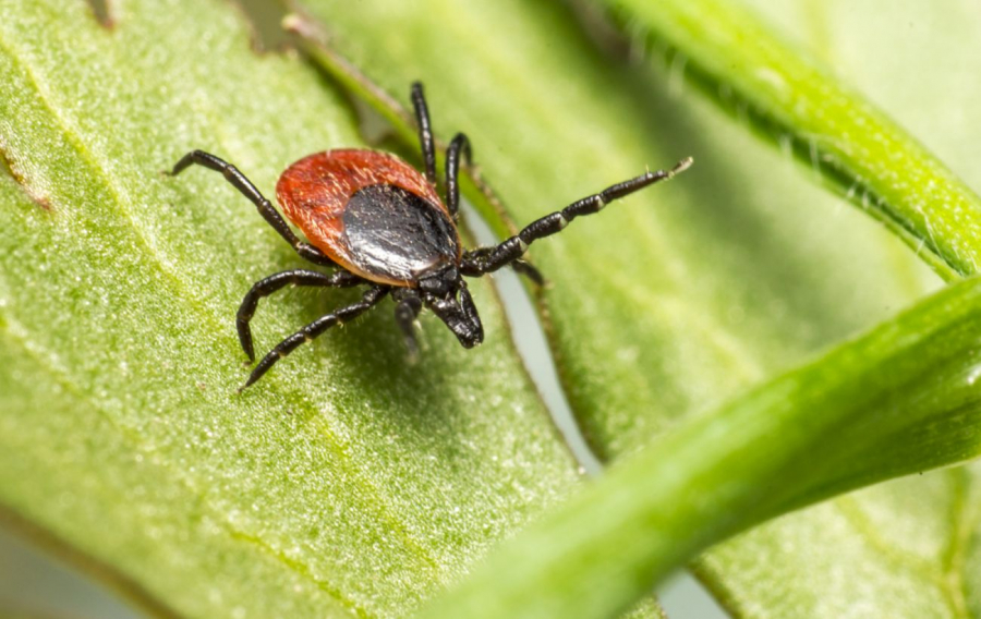 До чого сниться кліщ