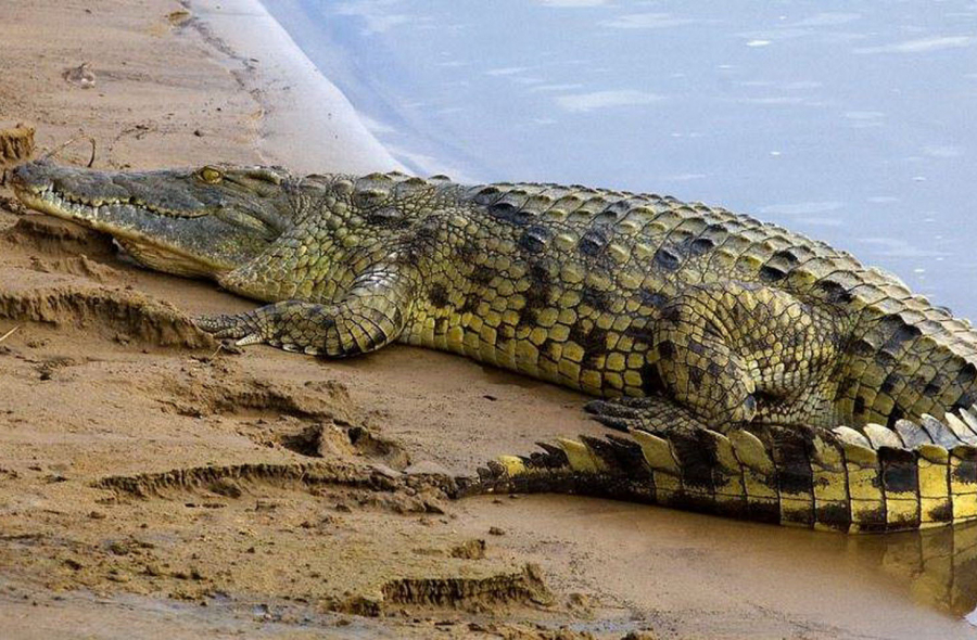 К чему снится крокодил