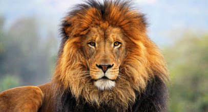 До чого сниться лев