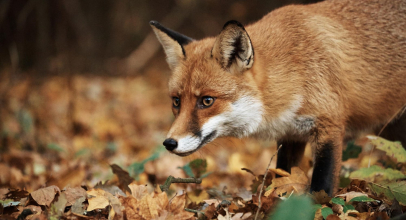 К чему снится лиса