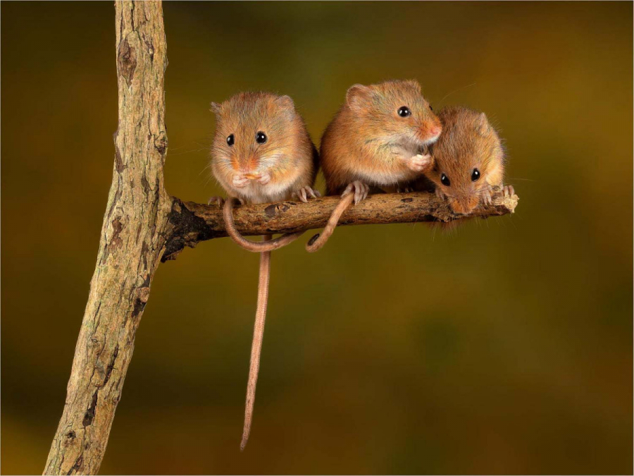 До чого сниться миша