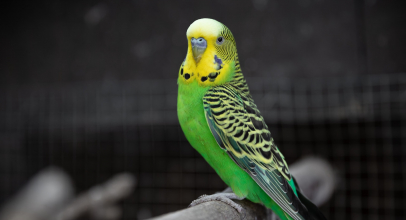 К чему снится попугай