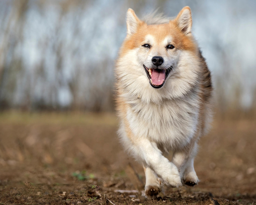 К чему снится собака