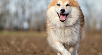 К чему снится собака