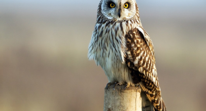 К чему снится сова