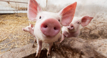 К чему снится свинья