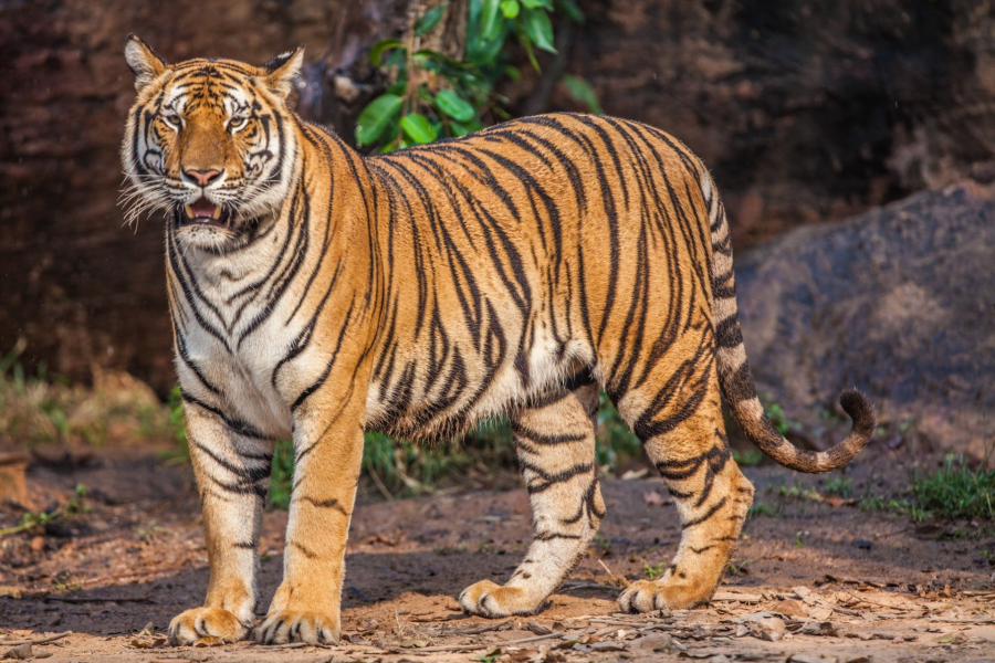 До чого сниться тигр