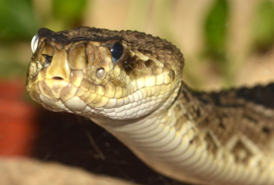 К чему снится укус змеи