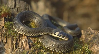 К чему снится уж