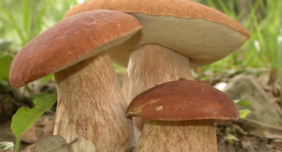 К чему снится собирать грибы