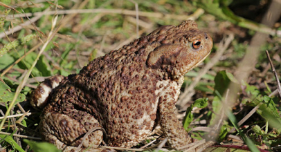 К чему снится жаба