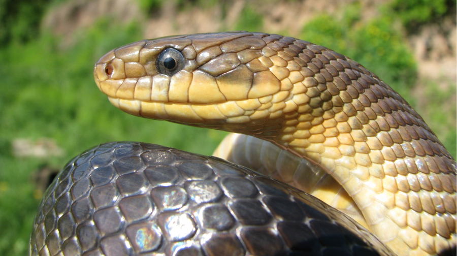 До чого сниться змія