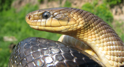 К чему снится змея