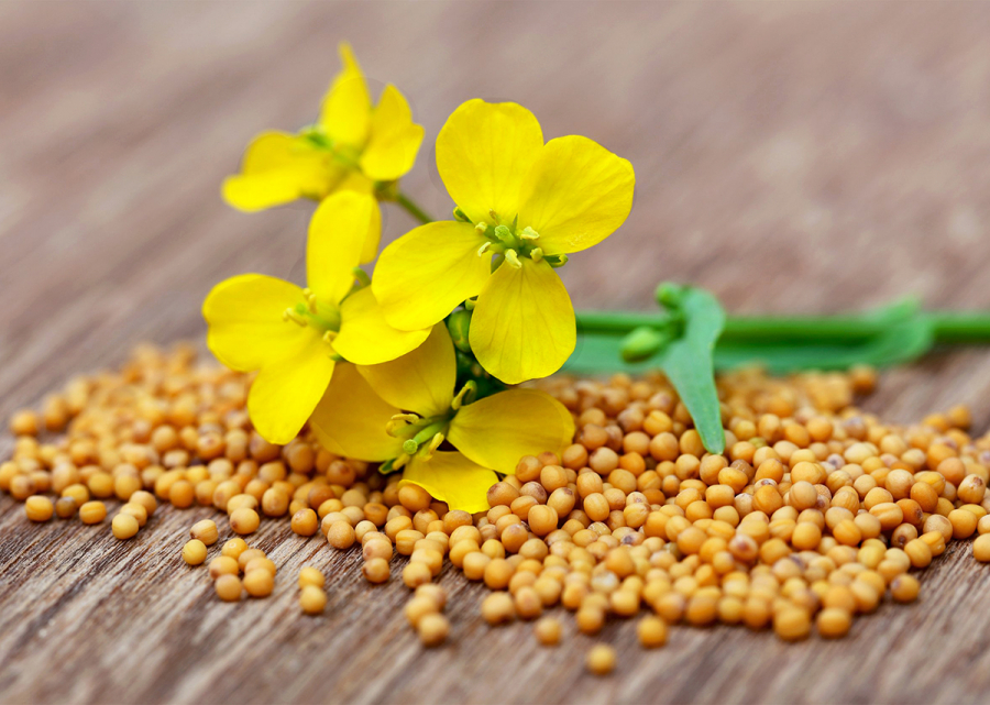 Гірчиця калорійність