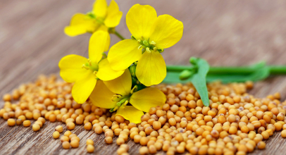 Гірчиця калорійність