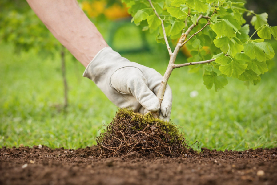 Как ухаживают за саженцам в питомниках в зимний период?