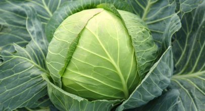 Капуста білокачанна калорійність