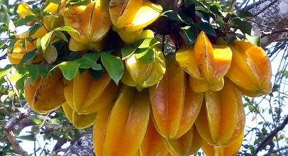 Карамбола калорійність