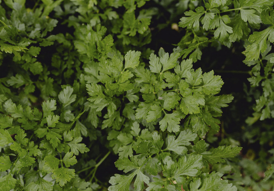 Кінза калорійність