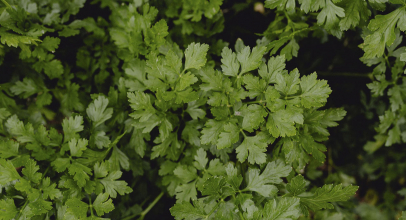 Кінза калорійність