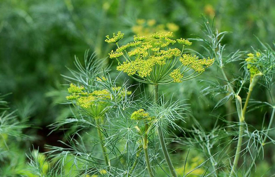 Кріп калорійність