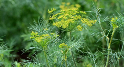 Кріп калорійність