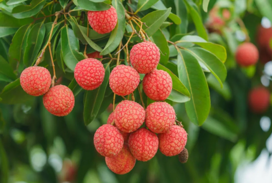 Калорийность личи