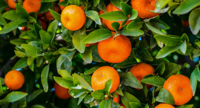 Мандарин калорійність