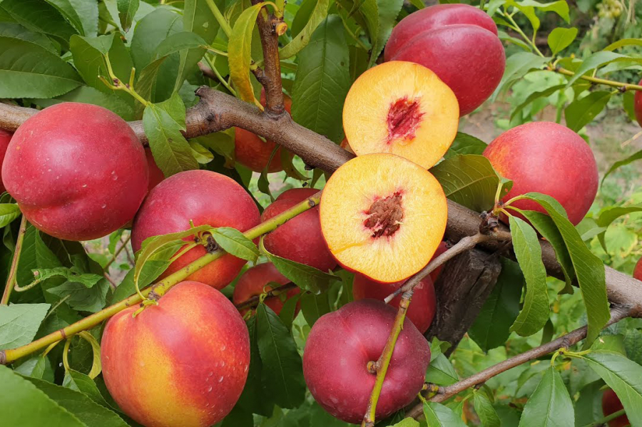 Нектарін калорійність