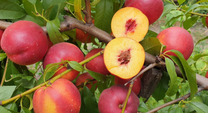 Нектарін калорійність