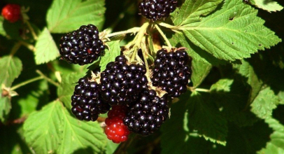 Калорийность ежевики