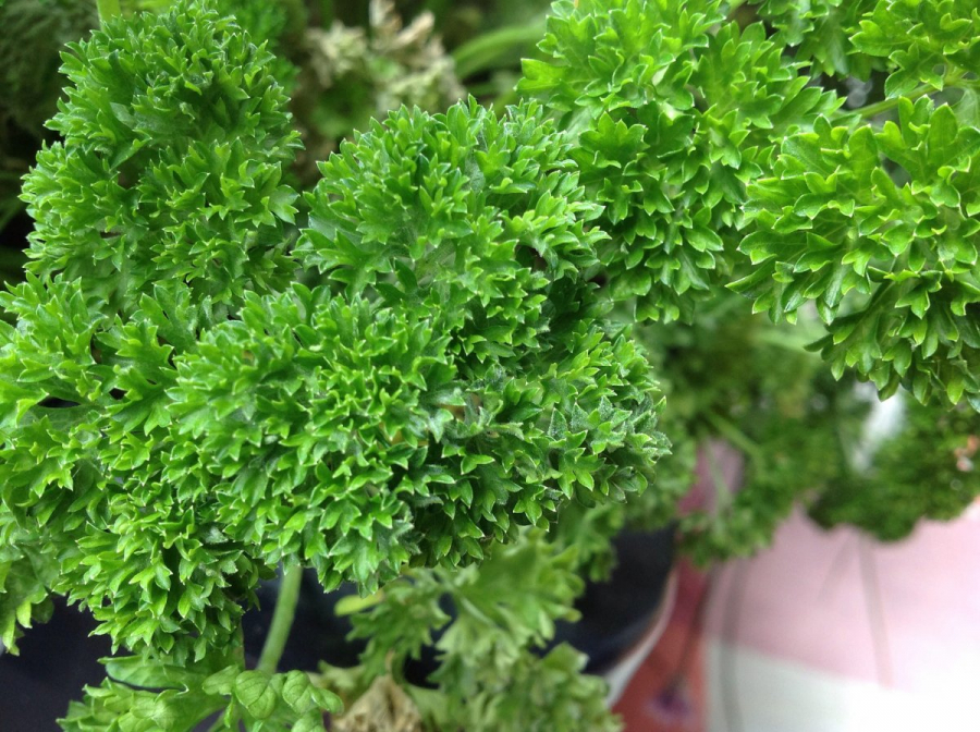 Петрушка калорійність