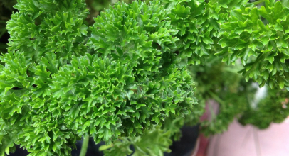 Петрушка калорійність