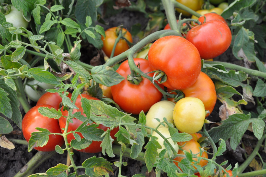 Помідор калорійність