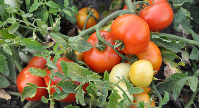 Помідор калорійність