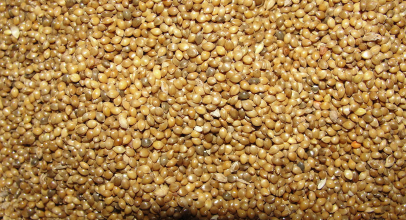 Просо калорійність