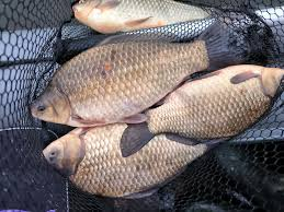 Речная рыба калорийность